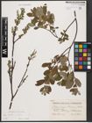 Foto von Salix aurita L. x Salix repens L.